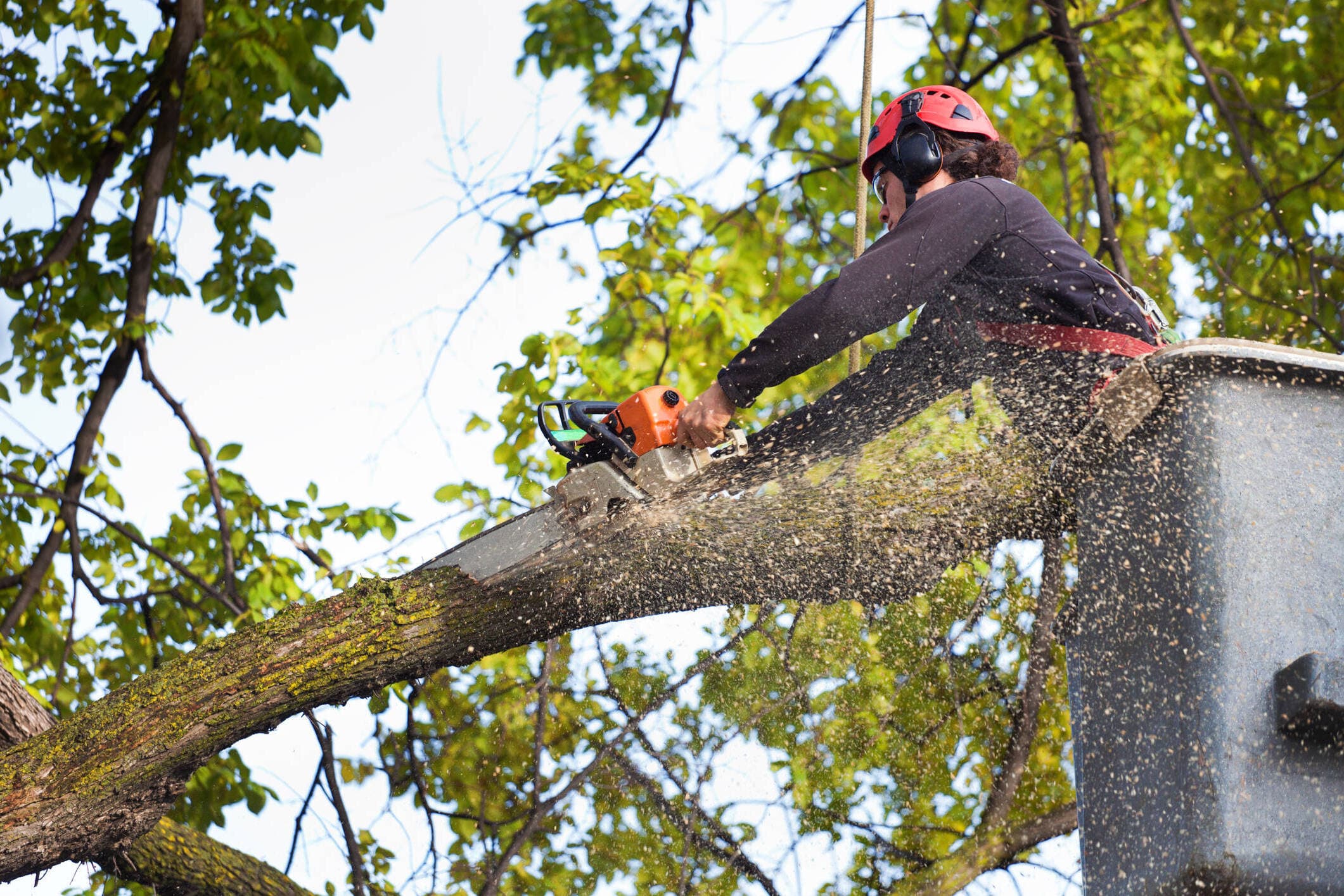 Tree Services crew at work
